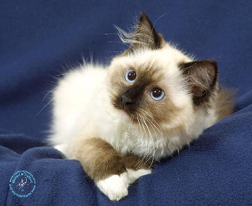 Ragdoll Cat 9W082D-011.JPG